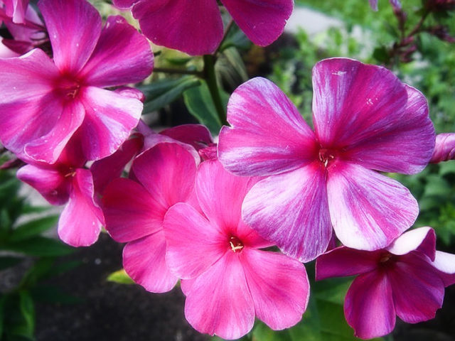 Phlox pests and diseases and their control: photos, terms and processing rules