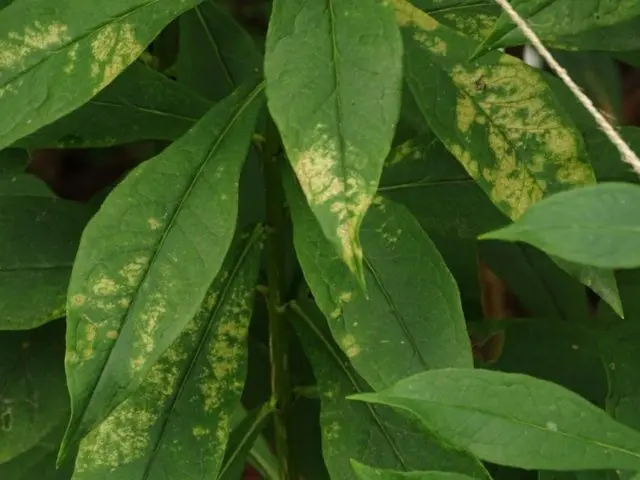 Phlox pests and diseases and their control: photos, terms and processing rules