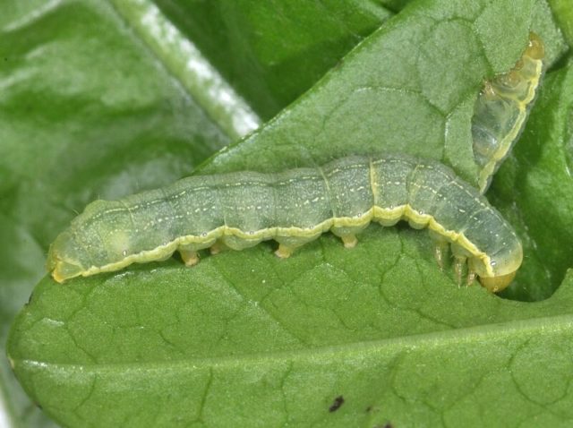 Phlox pests and diseases and their control: photos, terms and processing rules