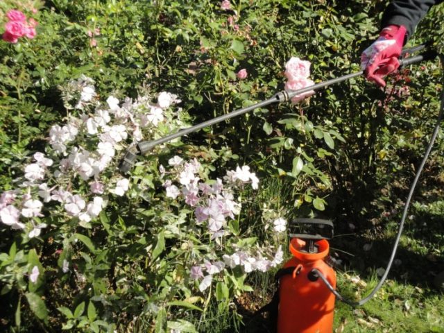 Phlox pests and diseases and their control: photos, terms and processing rules