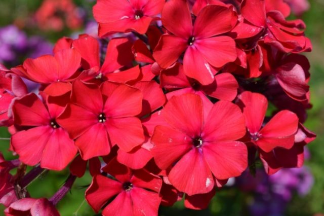 Phlox pests and diseases and their control: photos, terms and processing rules