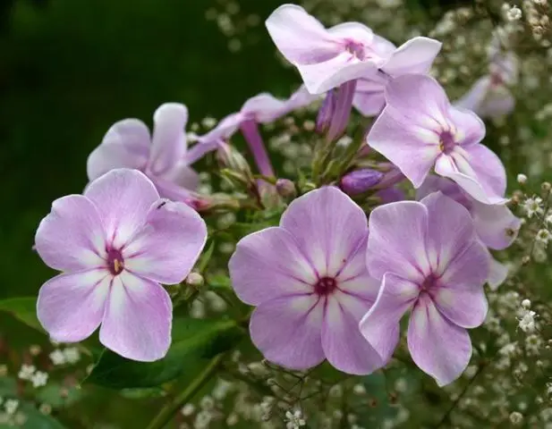 Phlox pests and diseases and their control: photos, terms and processing rules