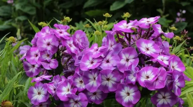 Phlox pests and diseases and their control: photos, terms and processing rules