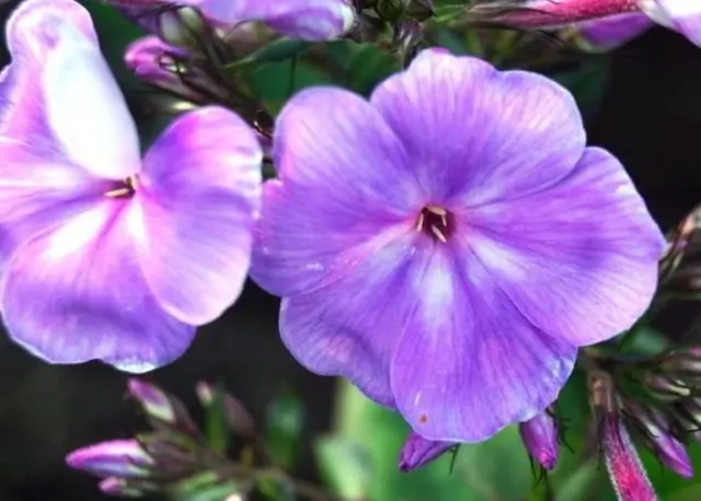 Phlox pests and diseases and their control: photos, terms and processing rules