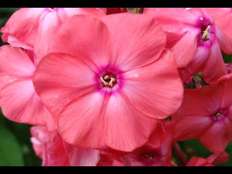 Phlox pests and diseases and their control: photos, terms and processing rules