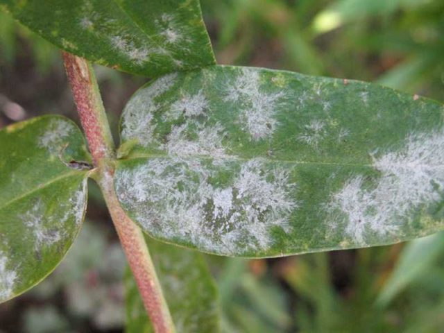 Phlox pests and diseases and their control: photos, terms and processing rules