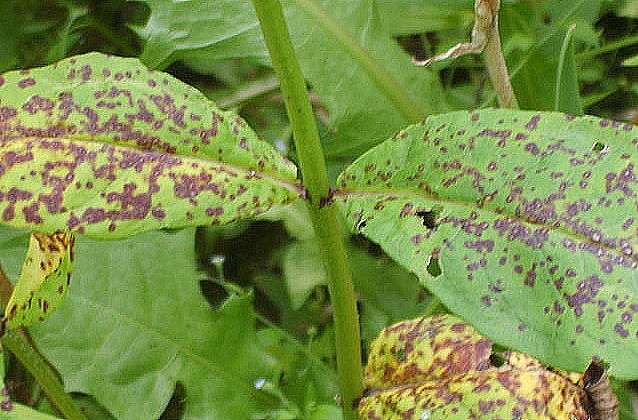 Phlox pests and diseases and their control: photos, terms and processing rules