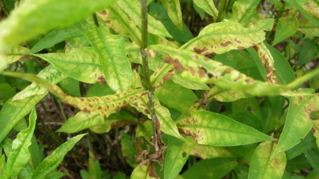 Phlox pests and diseases and their control: photos, terms and processing rules