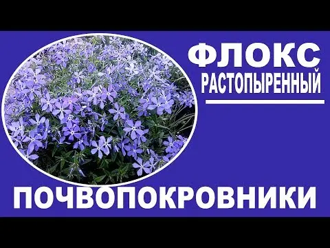 Phlox splayed: photo and description, planting and care