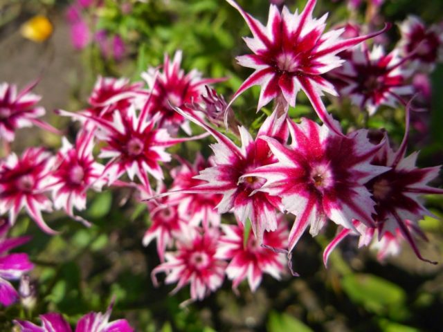 Phlox Star Rain: Planting and Care