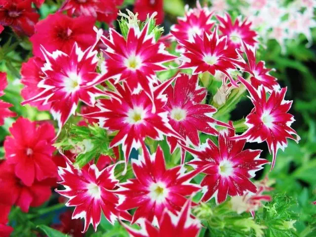 Phlox Star Rain: Planting and Care