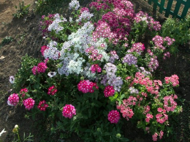 Phlox Star Rain: Planting and Care