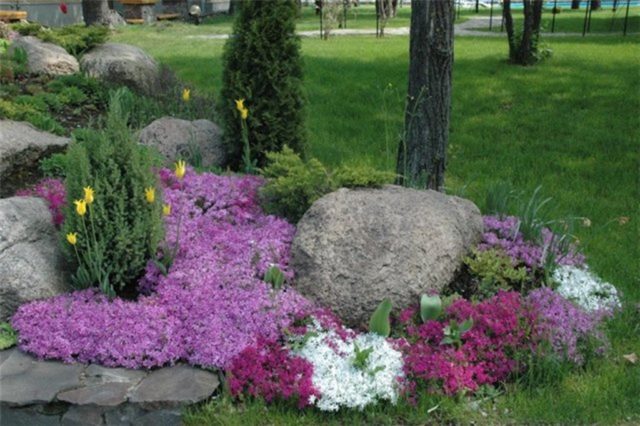 Phlox Star Rain: Planting and Care