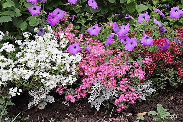 Phlox Star Rain: Planting and Care