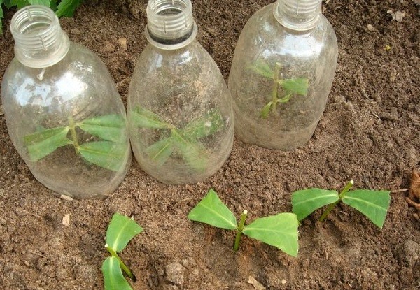 Phlox Star Rain: Planting and Care