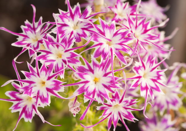 Phlox Star Rain: Planting and Care