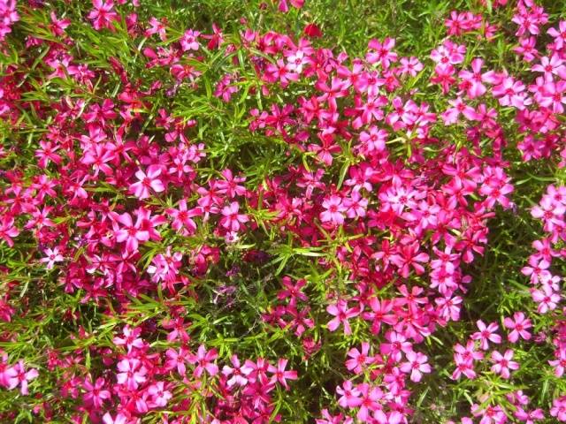 Phlox subulate perennial: planting and care + photo