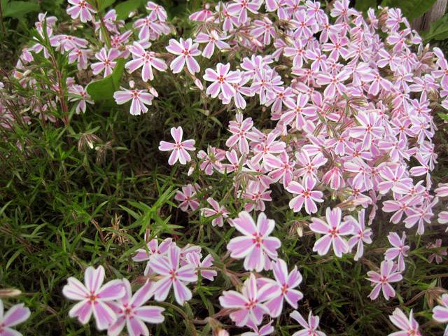 Phlox subulate perennial: planting and care + photo