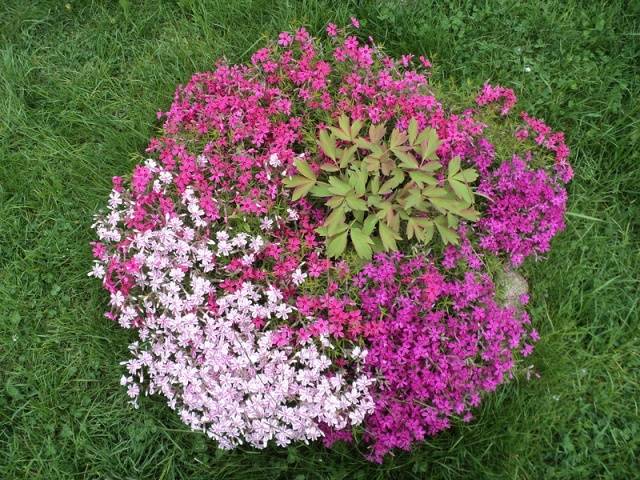 Phlox subulate perennial: planting and care + photo