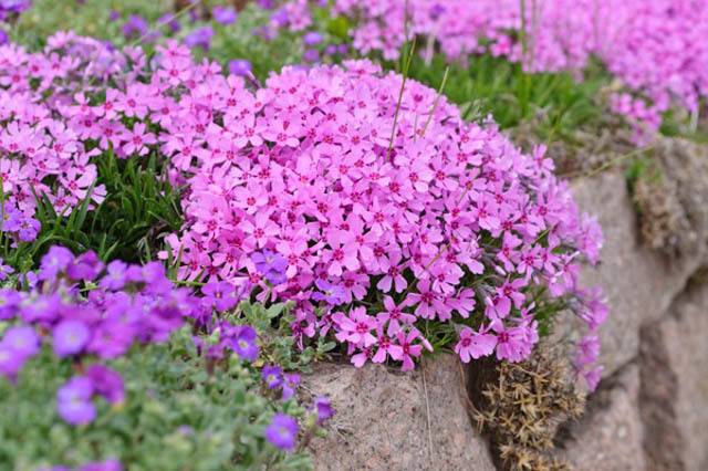 Phlox subulate perennial: planting and care + photo