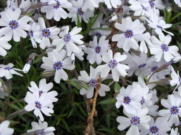 Phlox subulate perennial: planting and care + photo