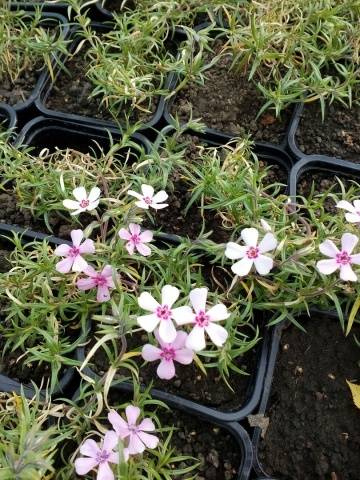 Phlox subulate perennial: planting and care + photo