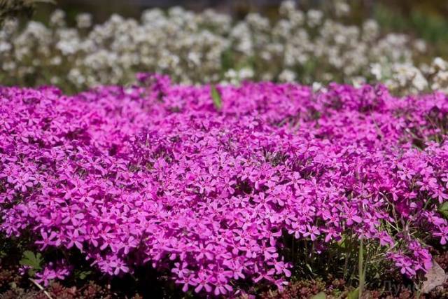 Phlox subulate perennial: planting and care + photo