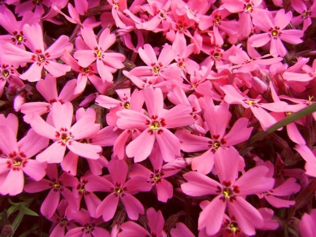 Phlox subulate perennial: planting and care + photo