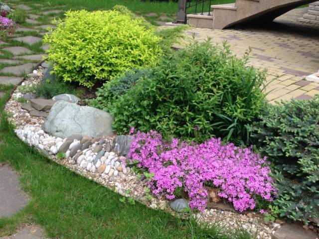 Phlox subulate perennial: planting and care + photo