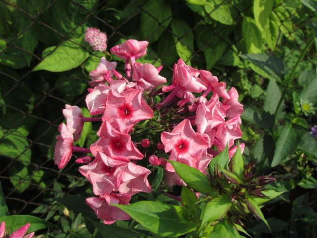 Phlox Zenobia: photo and description, reviews