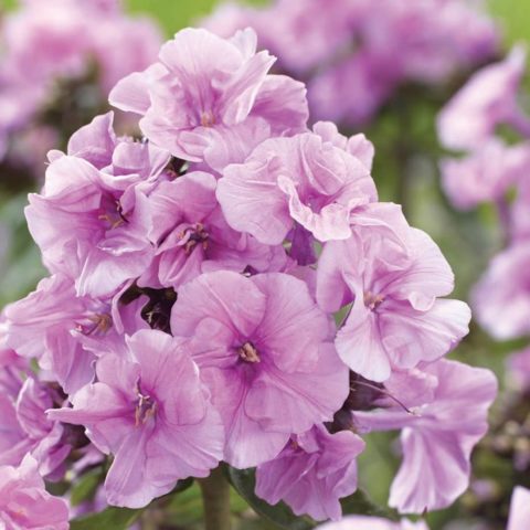 Phlox Zenobia: photo and description, reviews