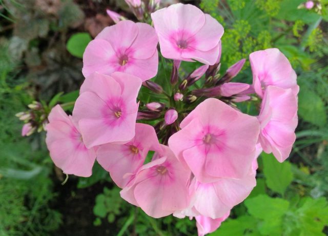 Phlox Zenobia: photo and description, reviews