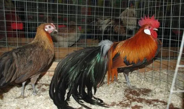 Phoenix chickens: description and characteristics of the breed