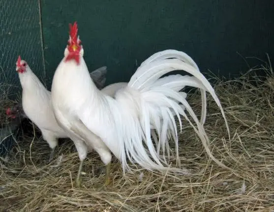 Phoenix chickens: description and characteristics of the breed