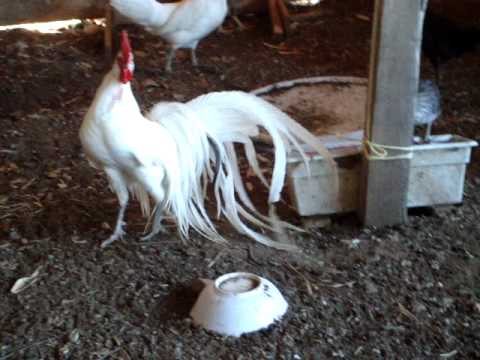 Phoenix chickens: description and characteristics of the breed