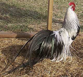 Phoenix chickens: description and characteristics of the breed