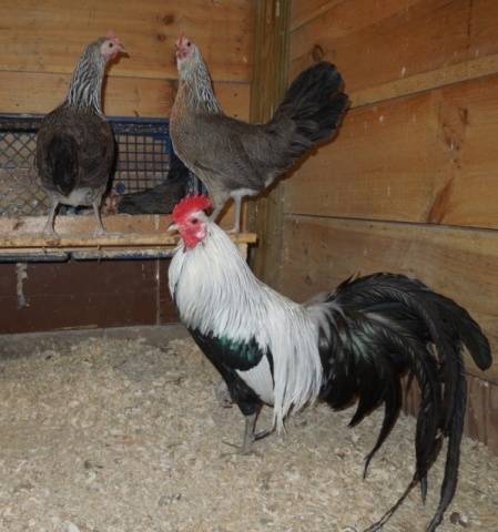 Phoenix chickens: description and characteristics of the breed