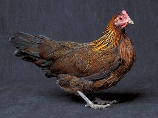 Phoenix chickens: description and characteristics of the breed