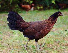 Phoenix chickens: description and characteristics of the breed