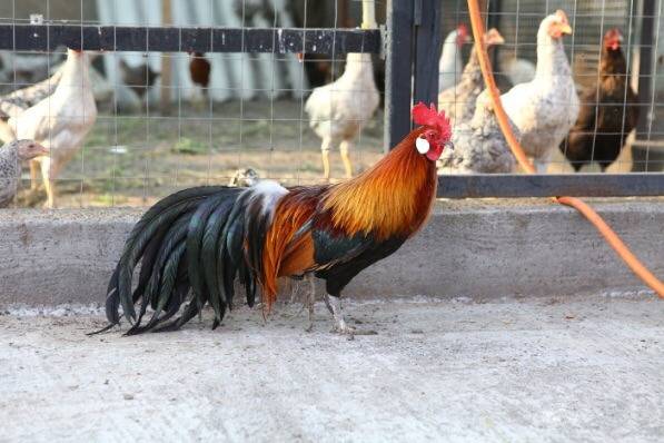 Phoenix chickens: description and characteristics of the breed