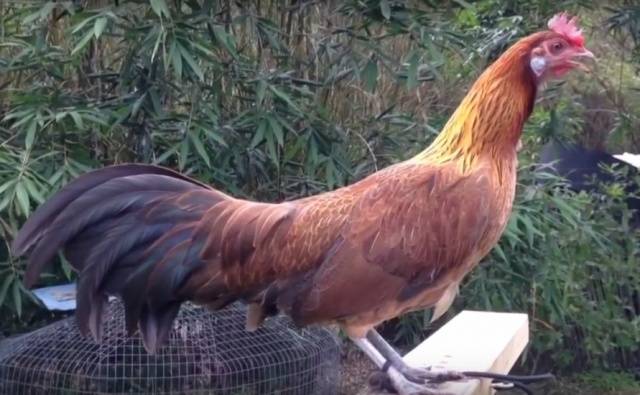 Phoenix chickens: description and characteristics of the breed