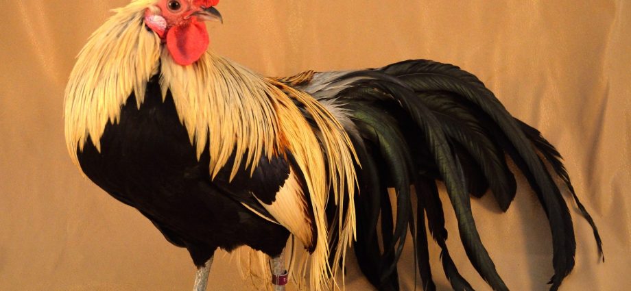 Phoenix chickens: description and characteristics of the breed