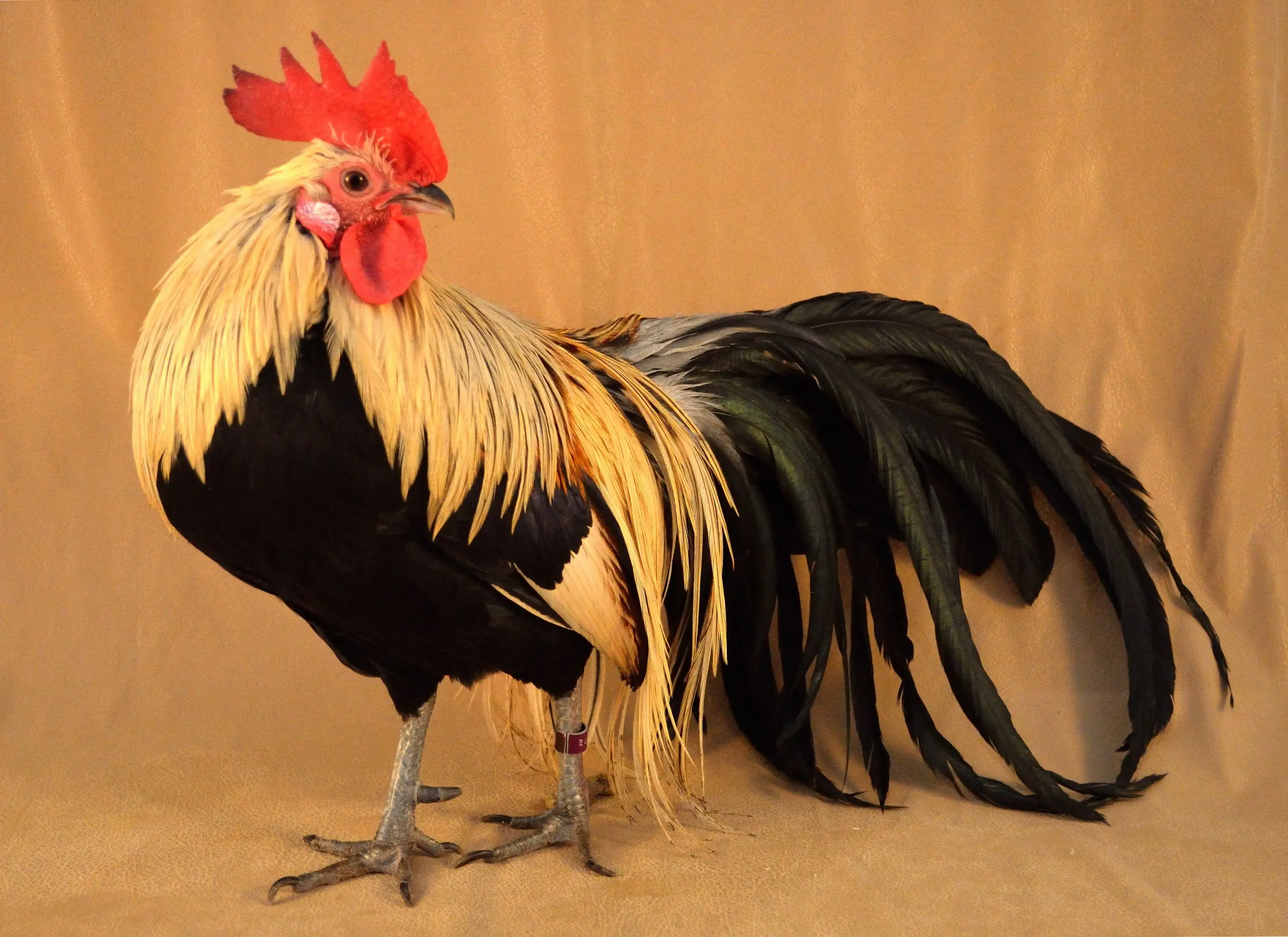 Phoenix chickens: description and characteristics of the breed