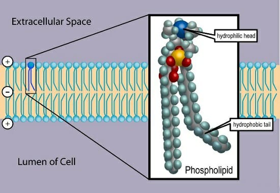 Phospholipids &#8211; an important building block of our body. What are they, when and in what form to take?