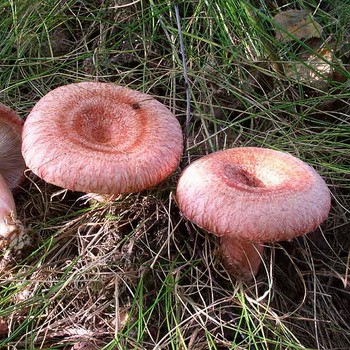 Photo and description of edible fungus mushrooms