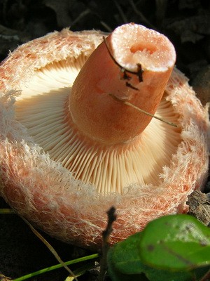 Photo and description of edible fungus mushrooms