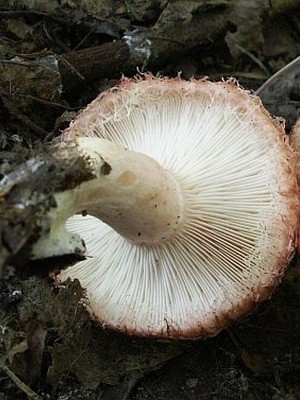 Photo and description of edible fungus mushrooms