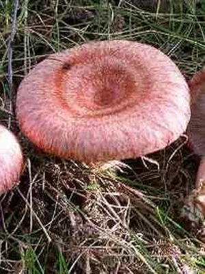 Photo and description of edible fungus mushrooms