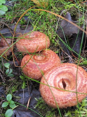 Photo and description of edible fungus mushrooms