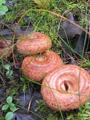 Photo and description of edible fungus mushrooms